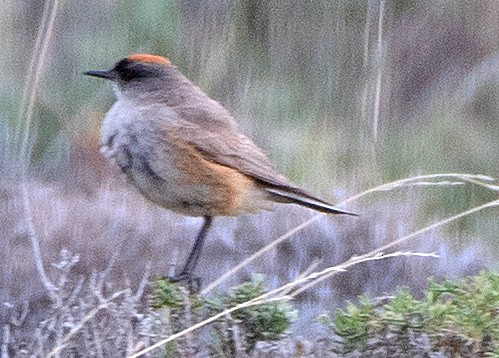 Cinnamon-bellied Ground-Tyrant - ML646375406