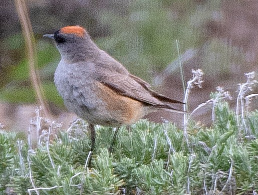 Cinnamon-bellied Ground-Tyrant - ML646375407