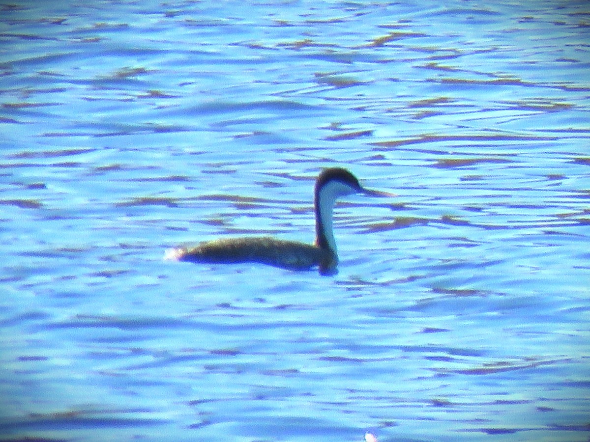 Western Grebe - ML646375408