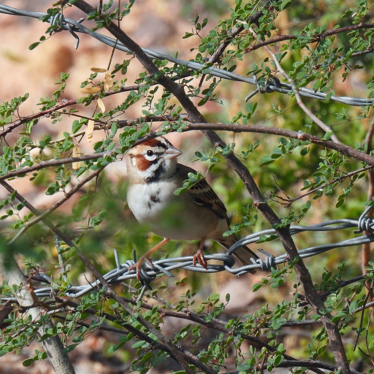 ヒバリヒメドリ - ML646375418