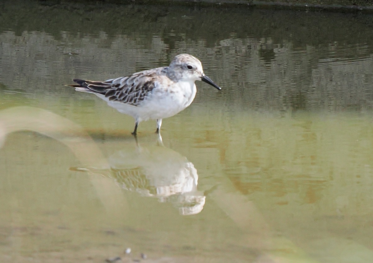 Temminck's Stint - ML646375426