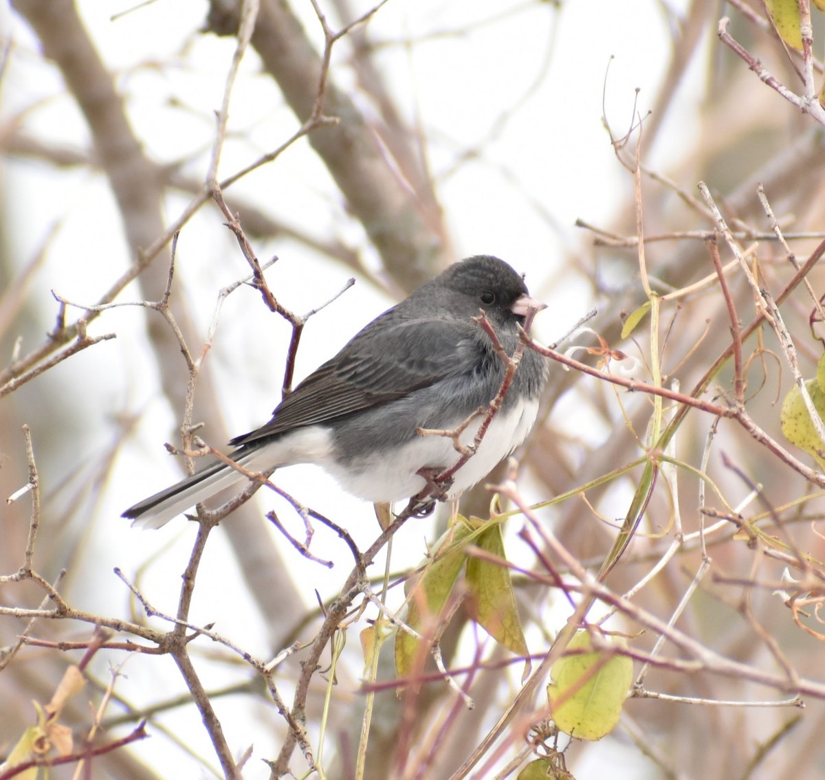 Dark-eyed Junco - ML646375428