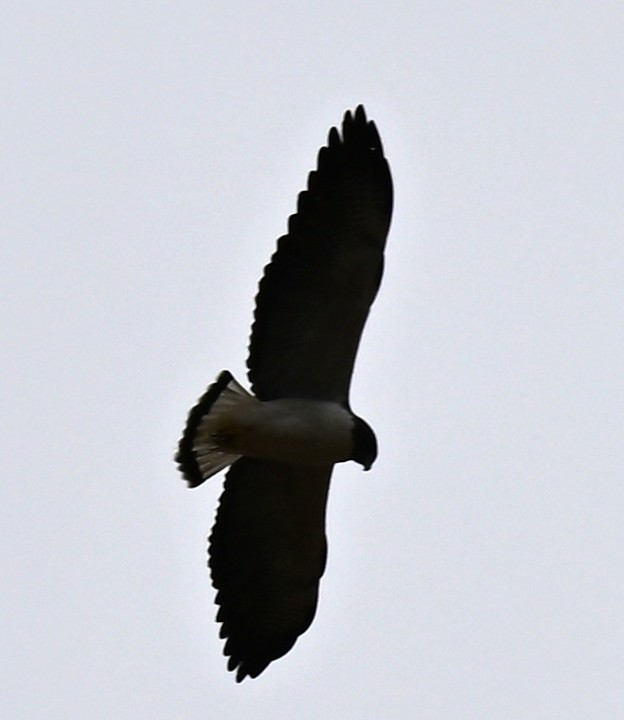 White-tailed Hawk - ML646375434