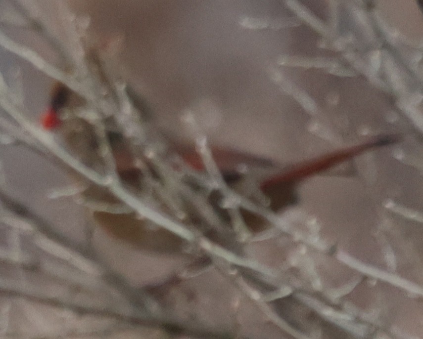 Northern Cardinal - ML646375436