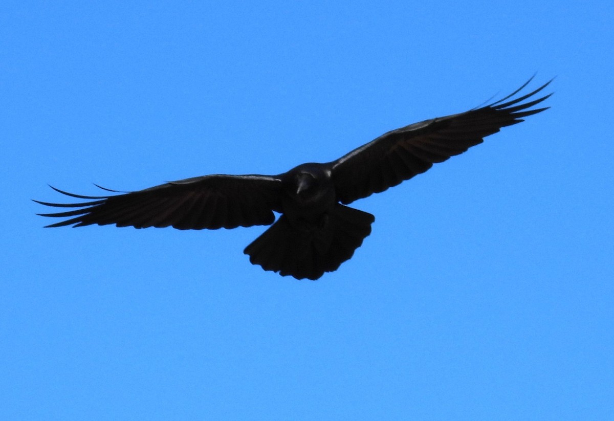 Common Raven - ML646375438