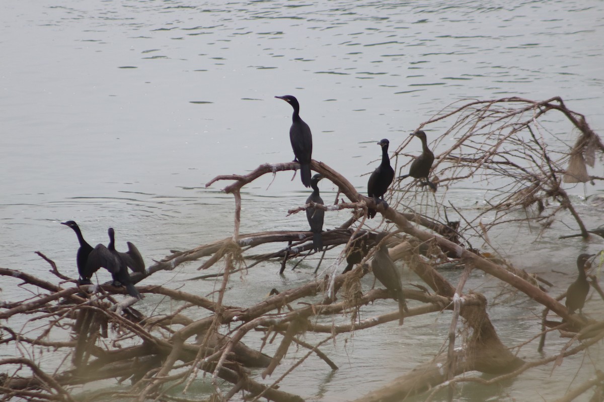Neotropic Cormorant - ML646375439