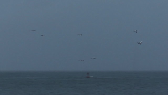 Charrán Real Americano - ML646375441