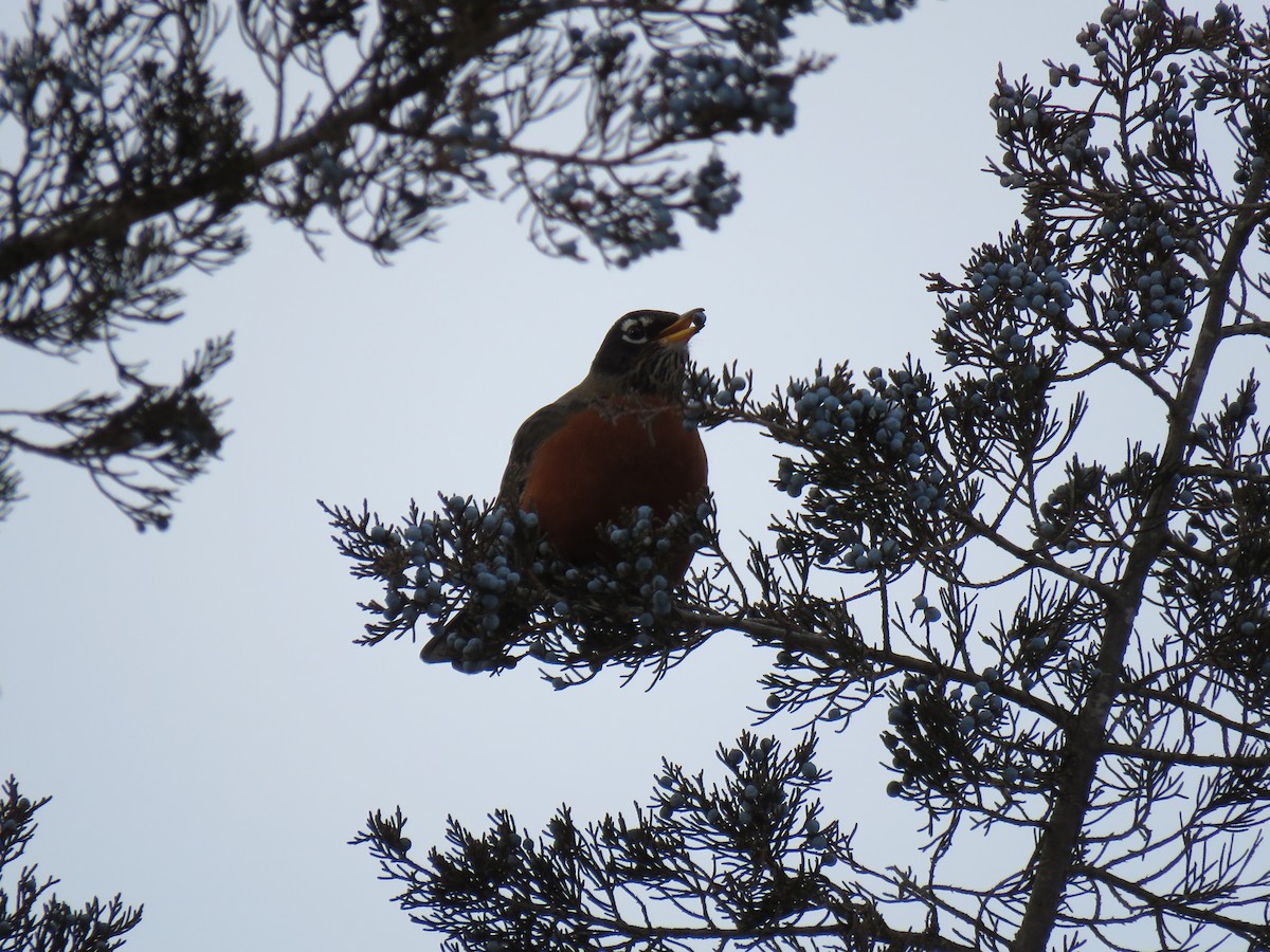 American Robin - ML646375448