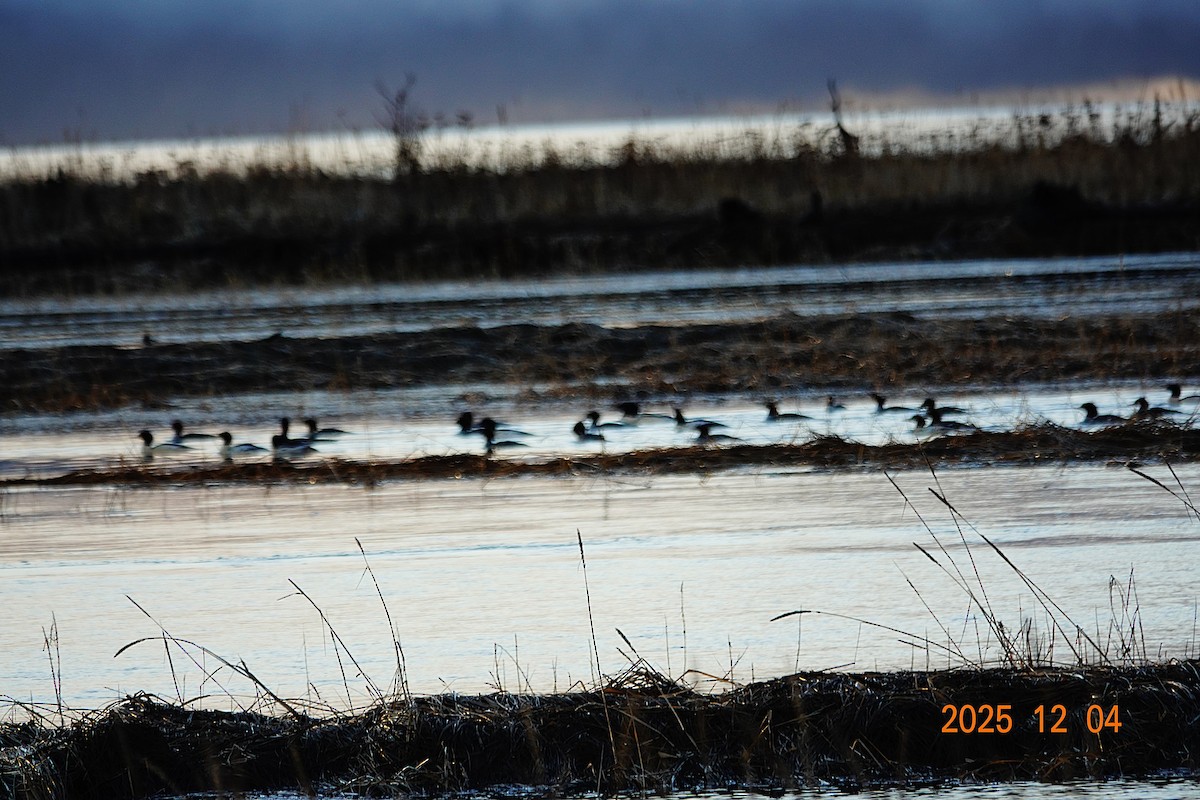 カワアイサ - ML646375449