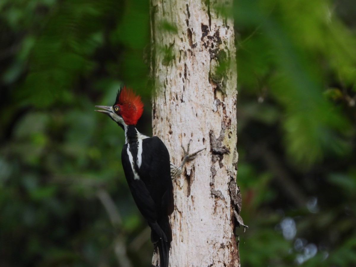 ハナジロエボシゲラ - ML646375451