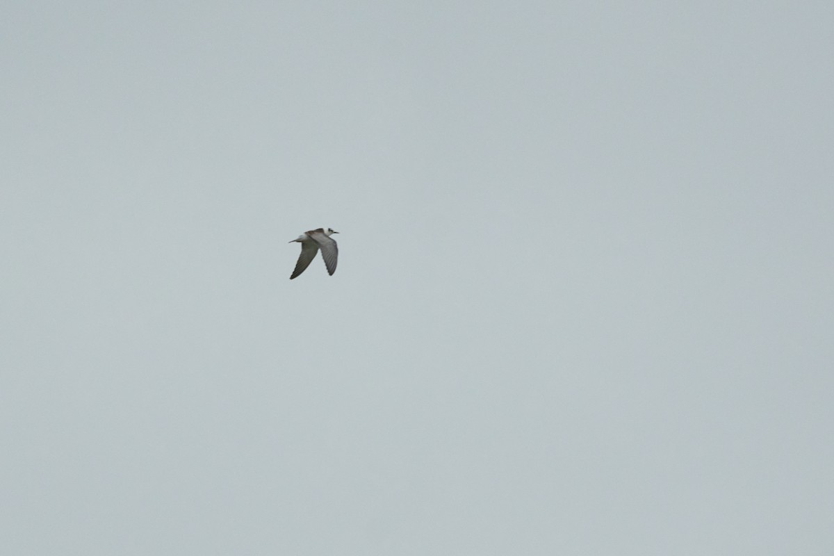 ハジロクロハラアジサシ - ML646375452