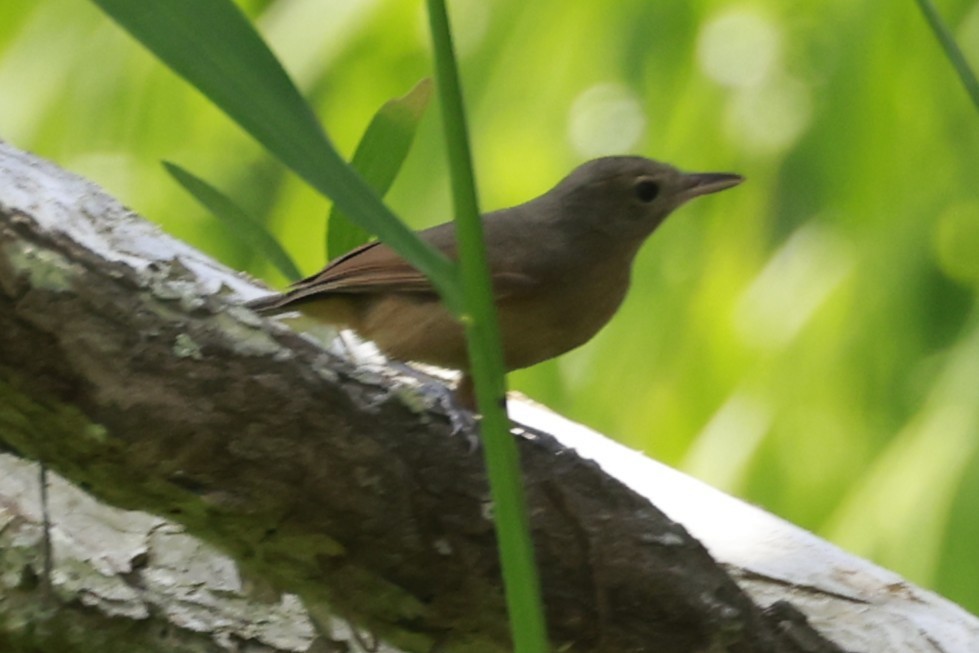 Little Shrikethrush - ML646375453