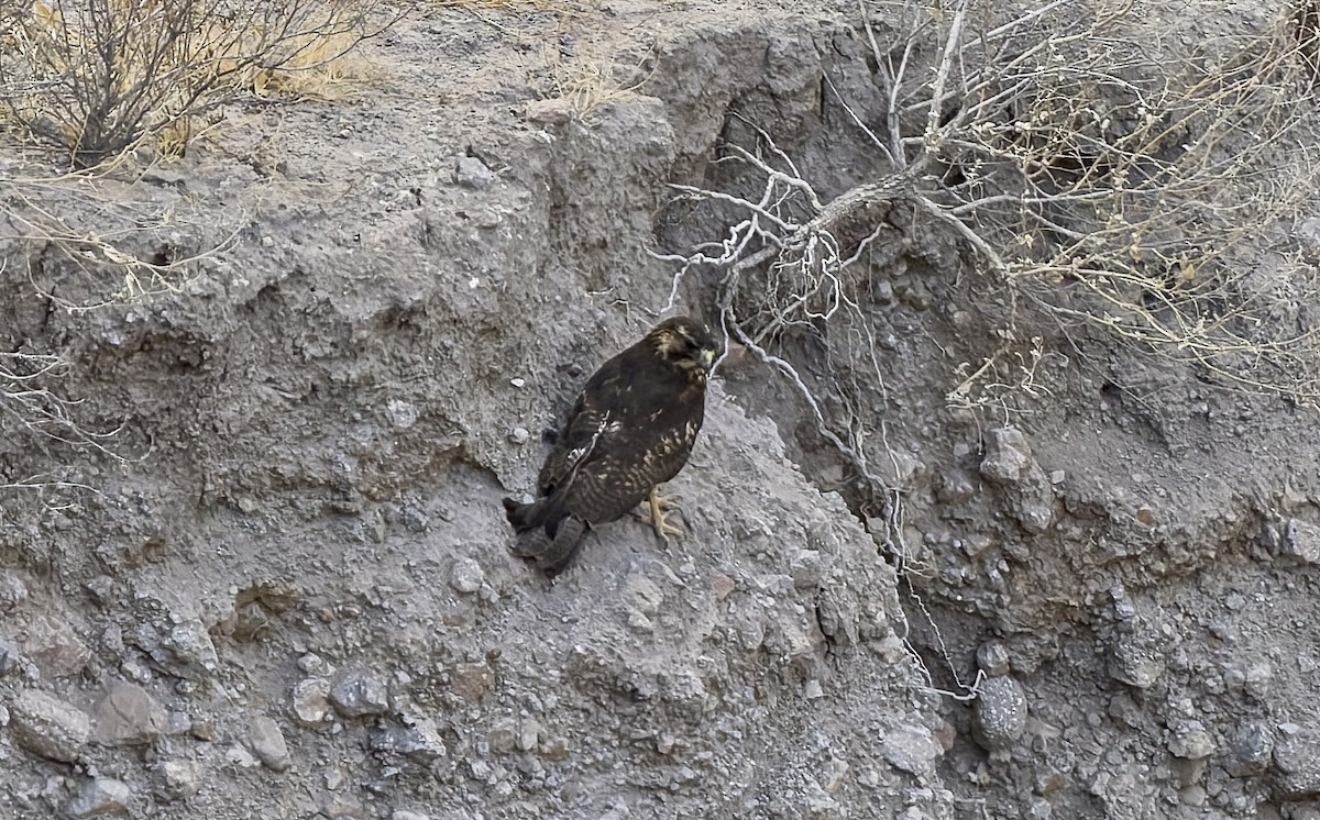 セアカノスリ - ML646375454