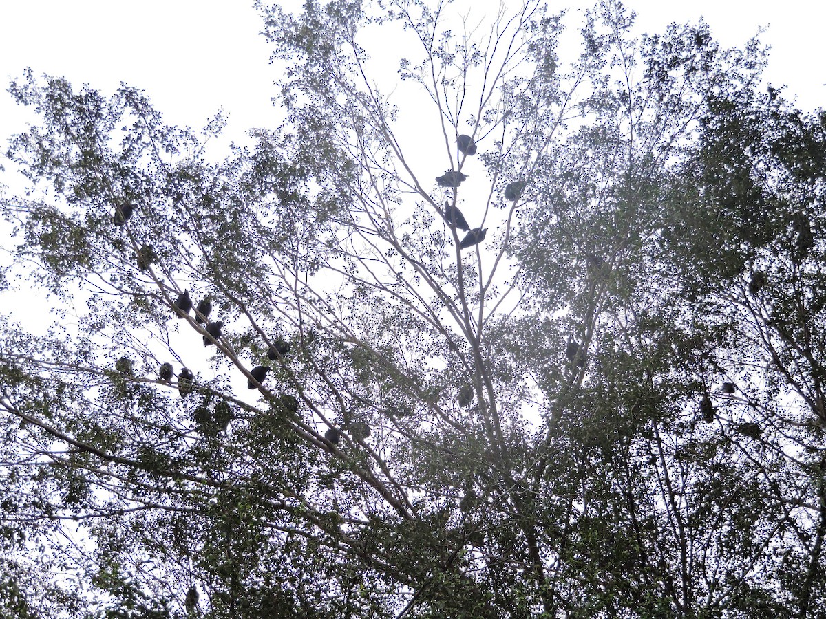 クロコンドル - ML646375455