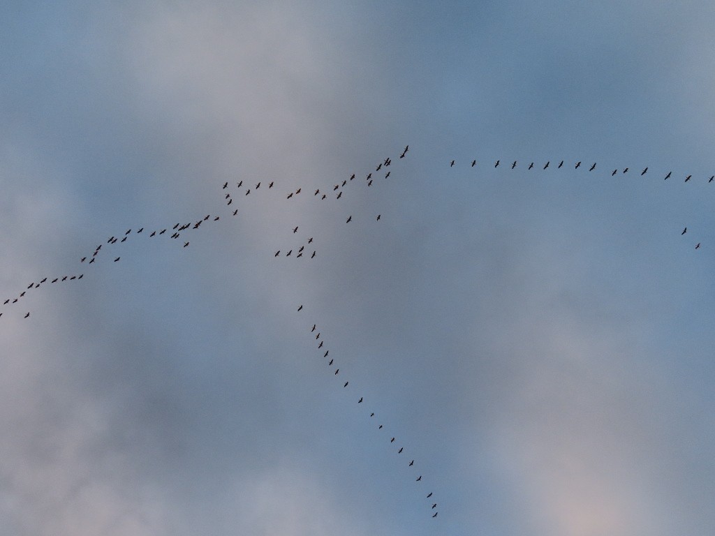 カナダヅル - ML646375456