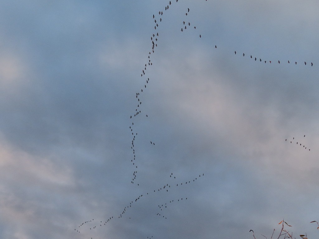 カナダヅル - ML646375457