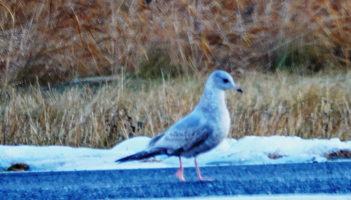 コカモメ - ML646375459