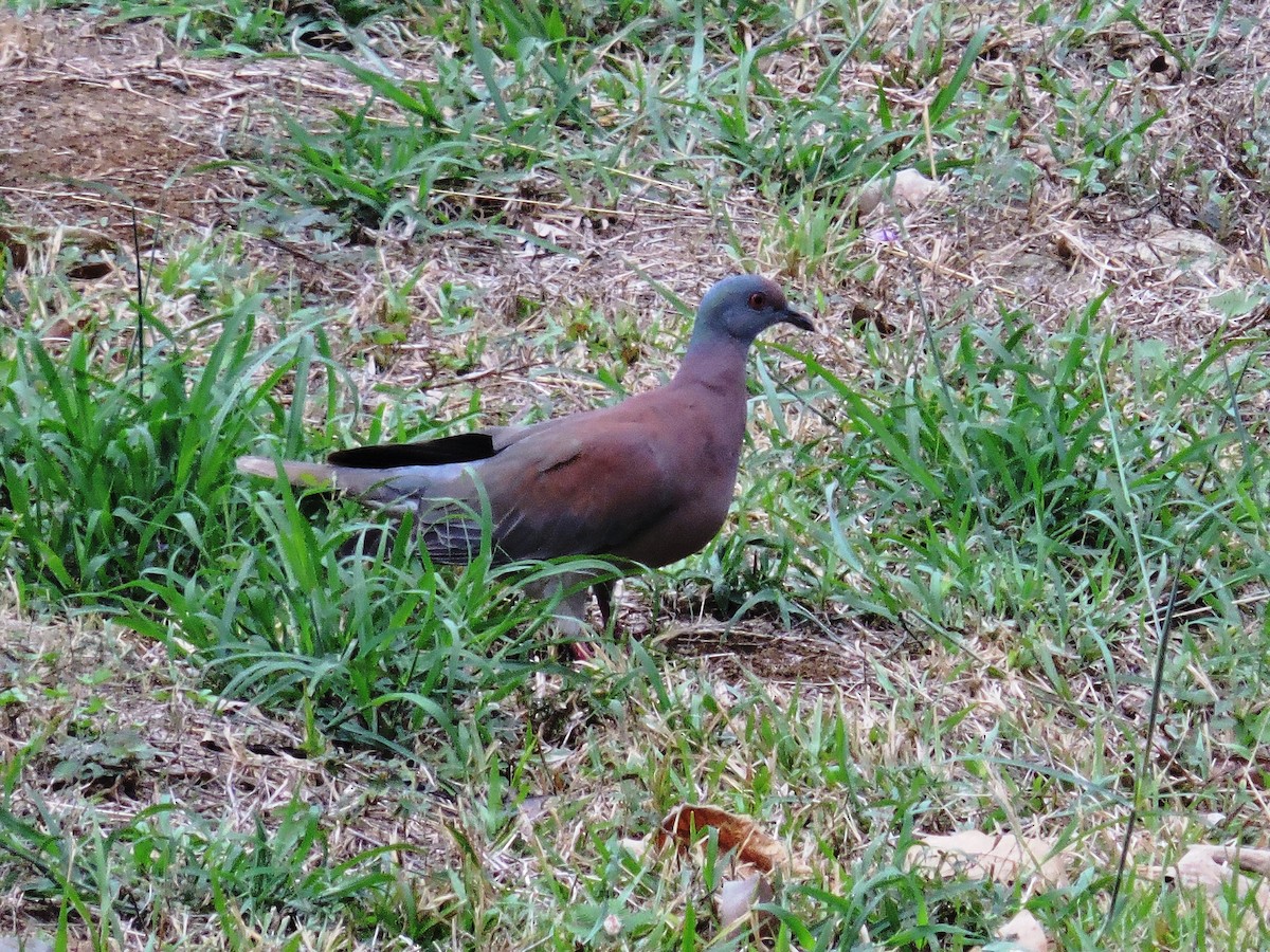 ムラサキバト - ML646375460