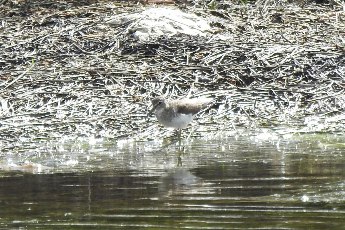 コシグロクサシギ - ML646375461