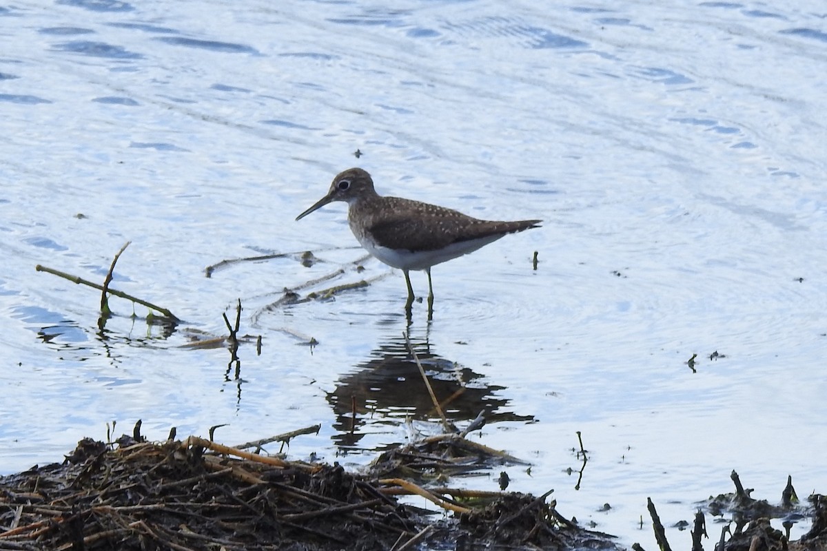 コシグロクサシギ - ML646375462