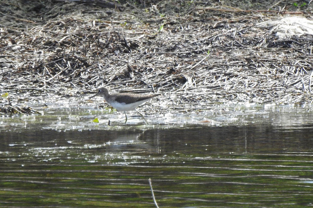 コシグロクサシギ - ML646375463