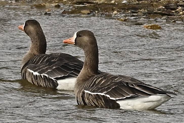 Greater White-fronted Goose - ML646375464