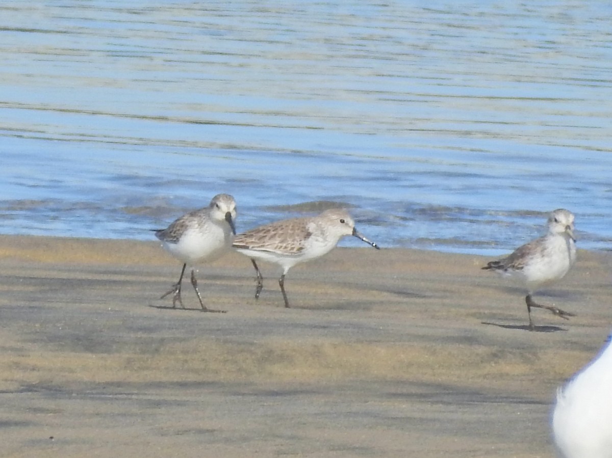 ヒメハマシギ - ML646375466