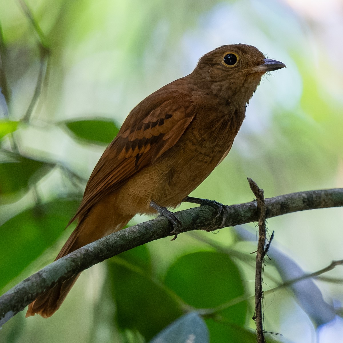 モンキタイランチョウ - ML646375467