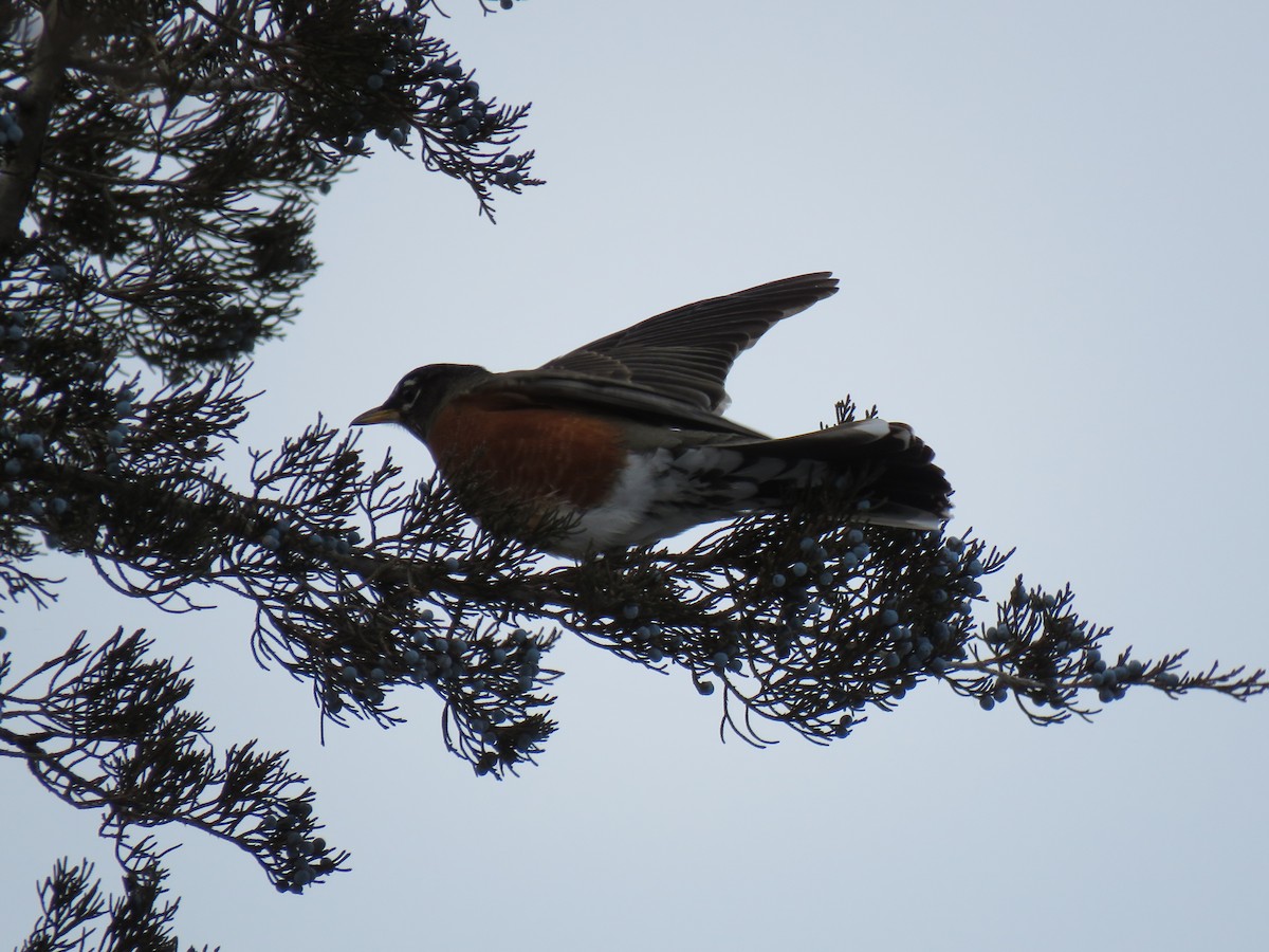 コマツグミ - ML646375468