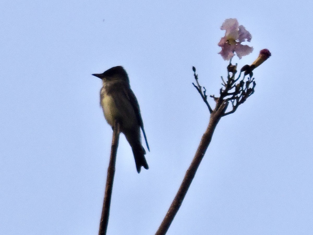 ナキヒタキモドキ - ML646375469