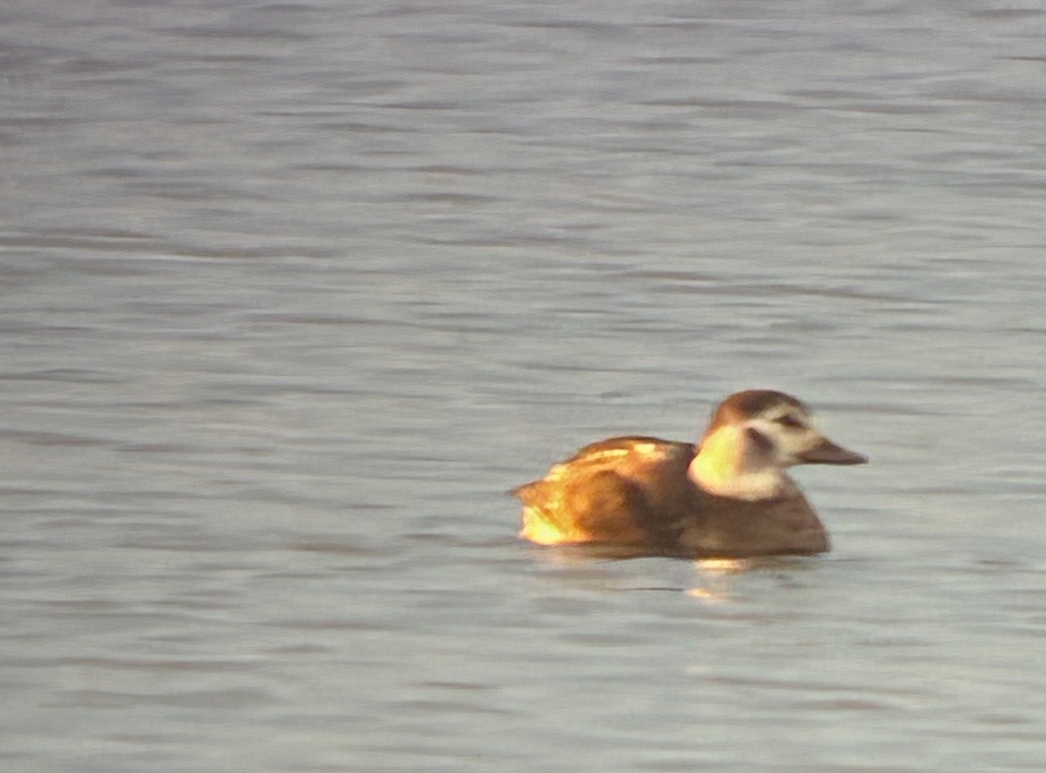Long-tailed Duck - ML646375471