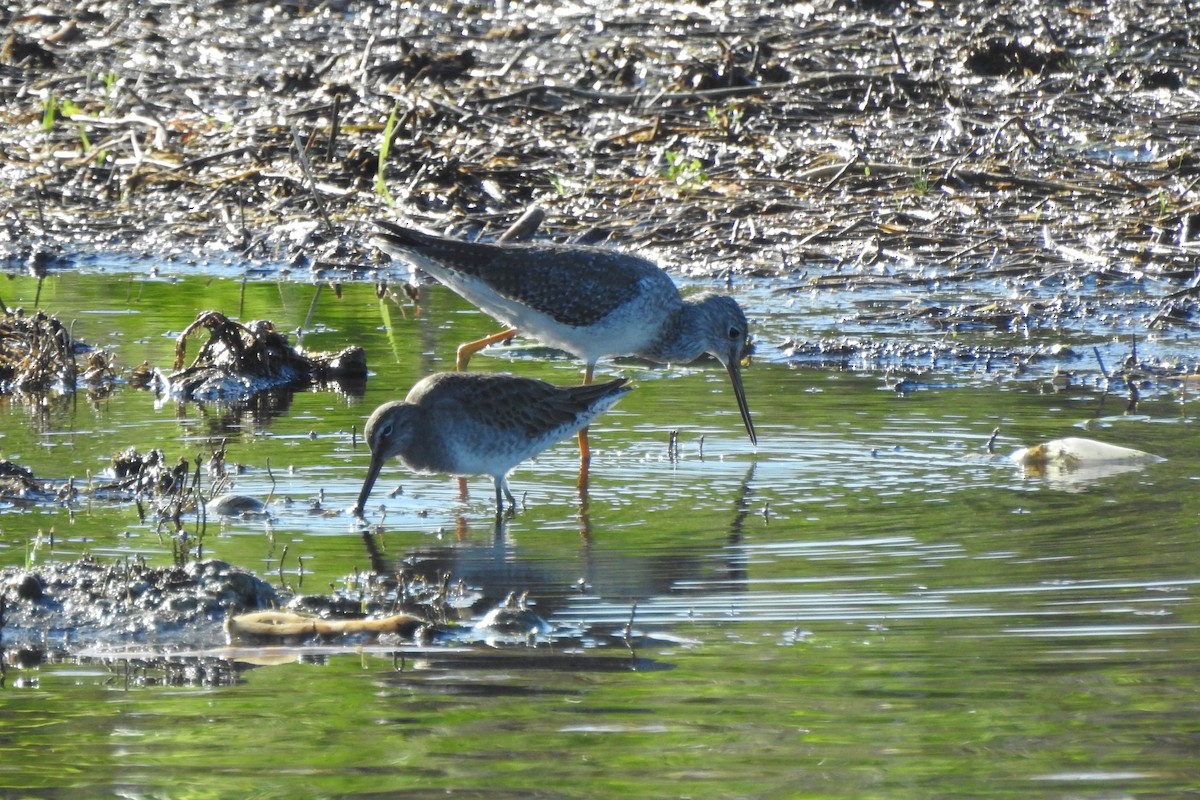 オオキアシシギ - ML646375472