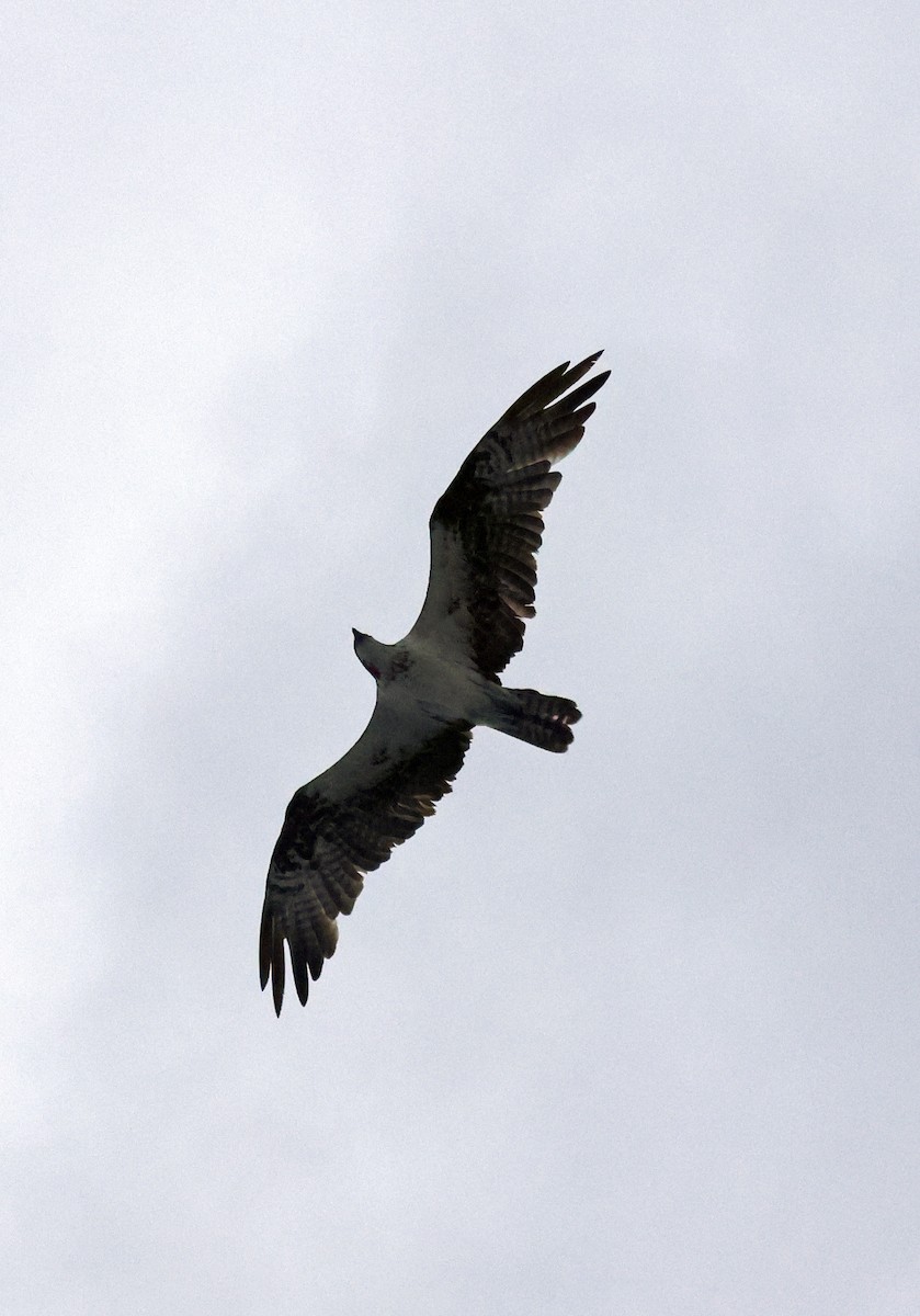 ミサゴ（carolinensis） - ML646375473