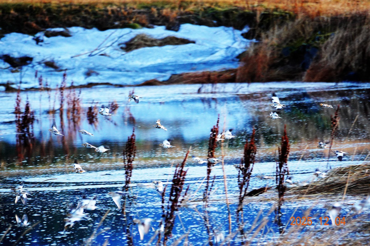 ユキホオジロ - ML646375474