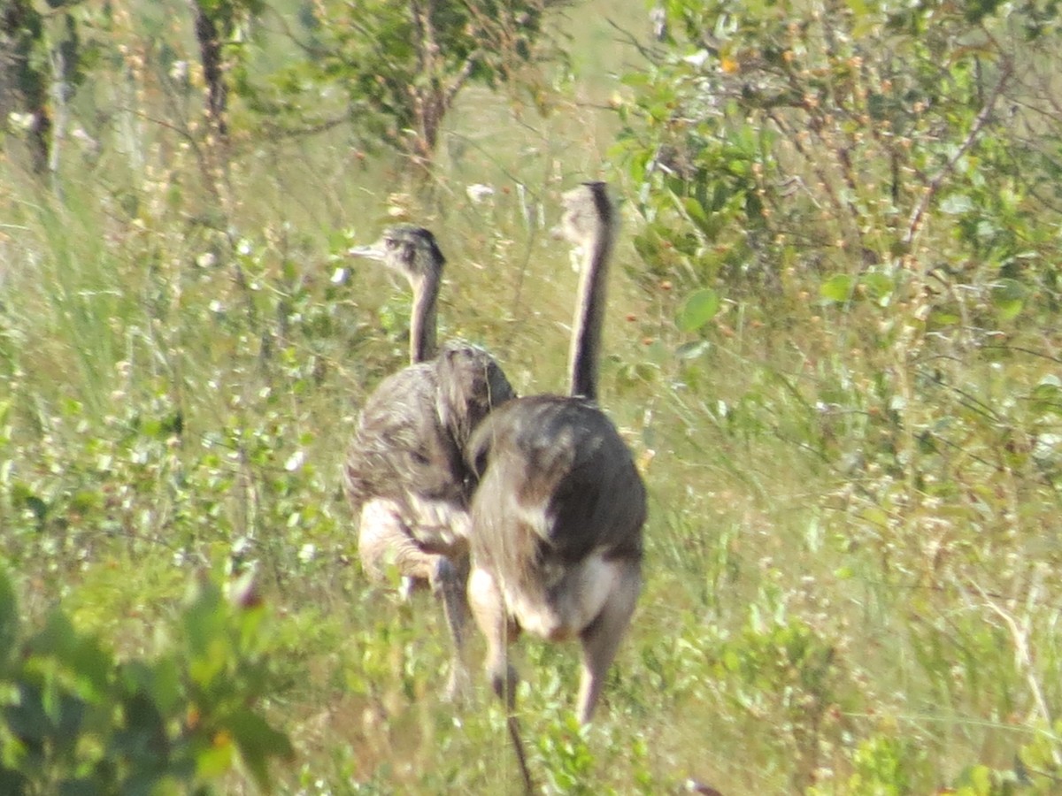 レア - ML646375475