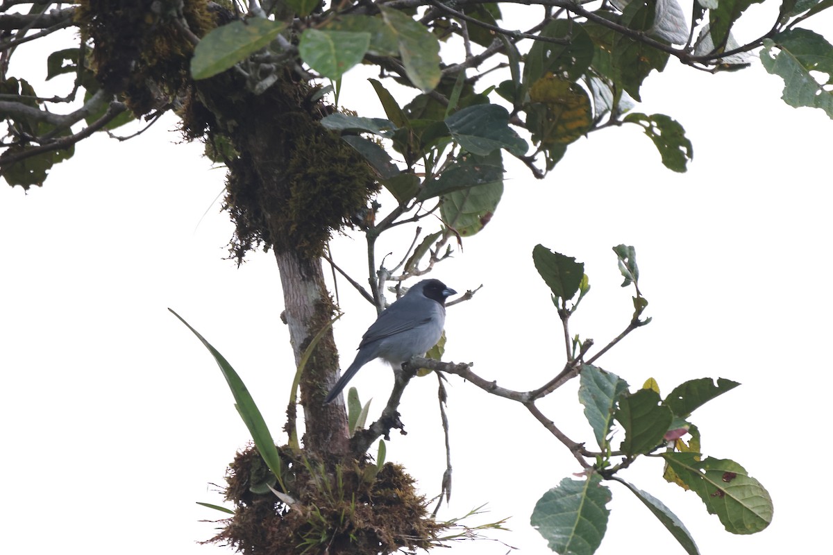 カオグロフウキンチョウ - ML646375476