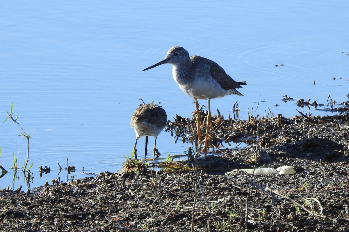 オオキアシシギ - ML646375477