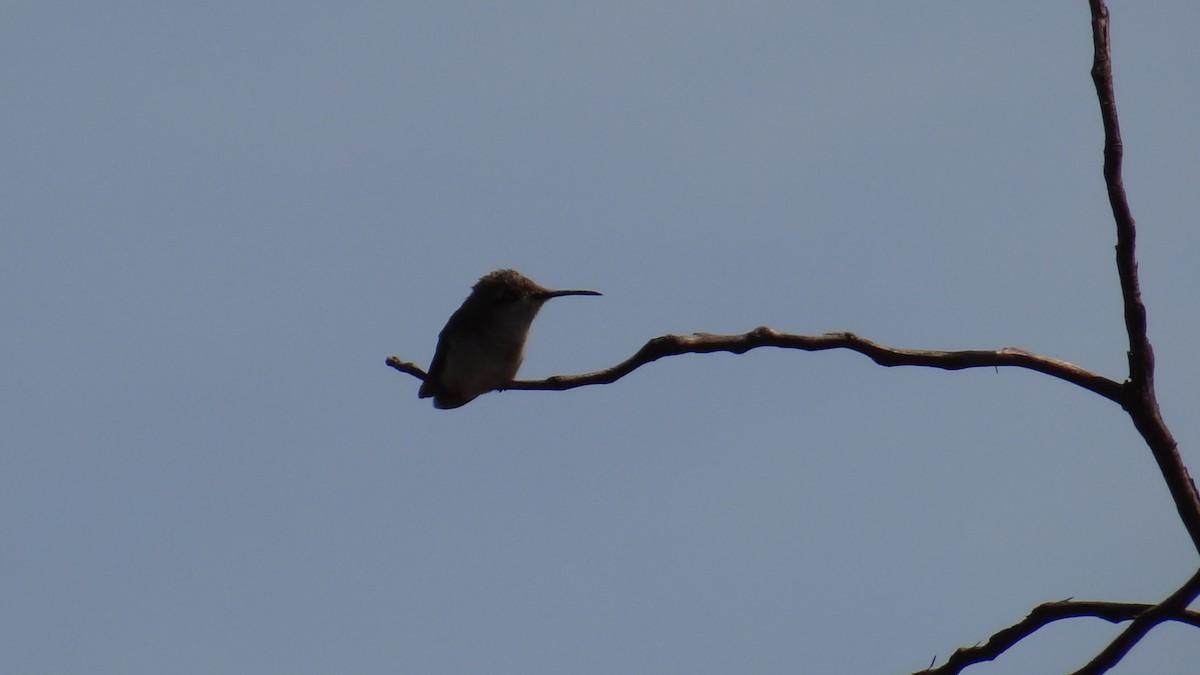 ルビートパーズハチドリ - ML646375478