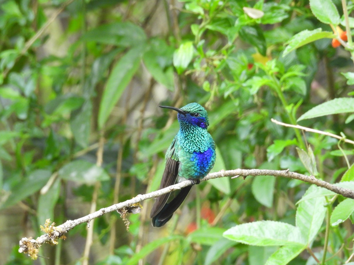 アオミミハチドリ - ML646375479