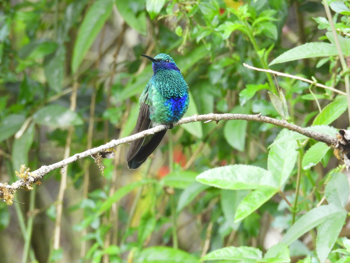 アオミミハチドリ - ML646375480