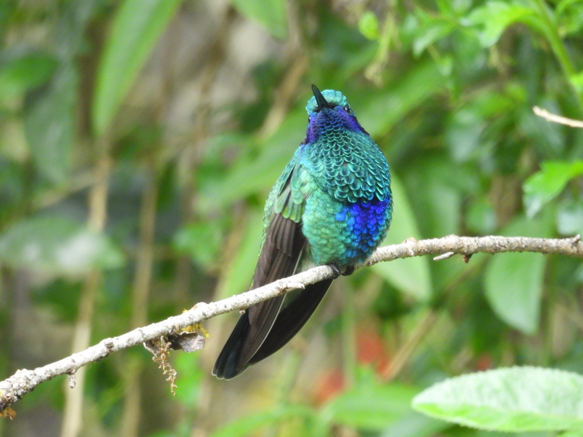 アオミミハチドリ - ML646375481