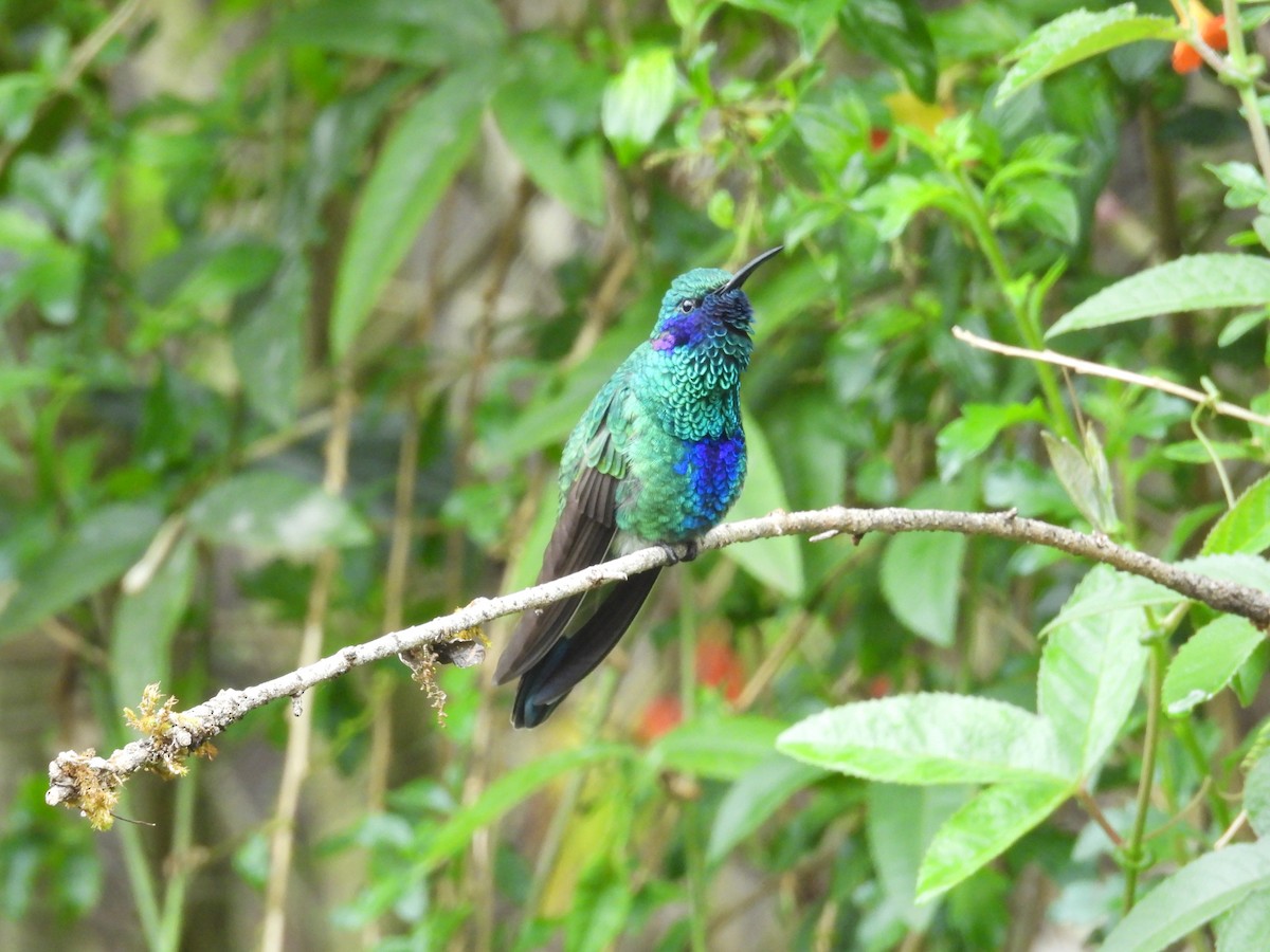 アオミミハチドリ - ML646375482