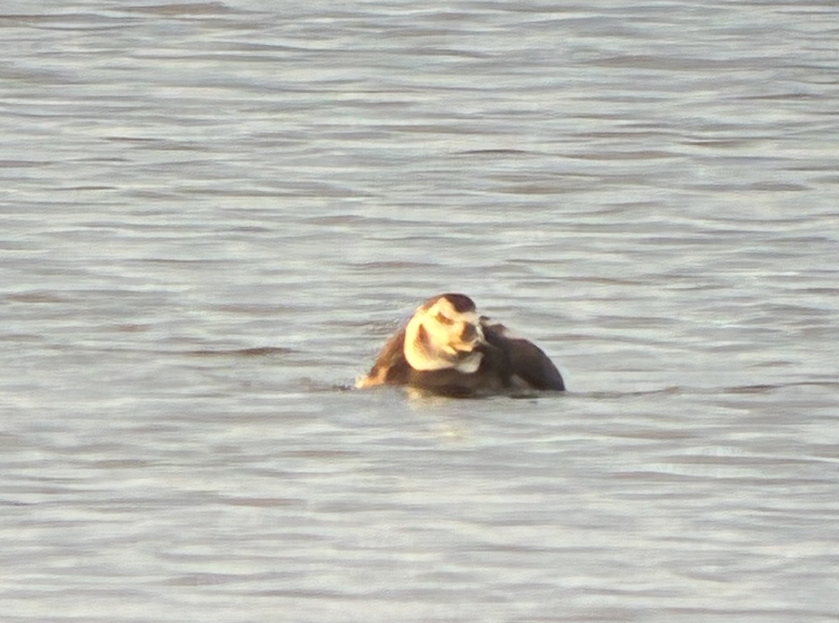 Long-tailed Duck - ML646375483