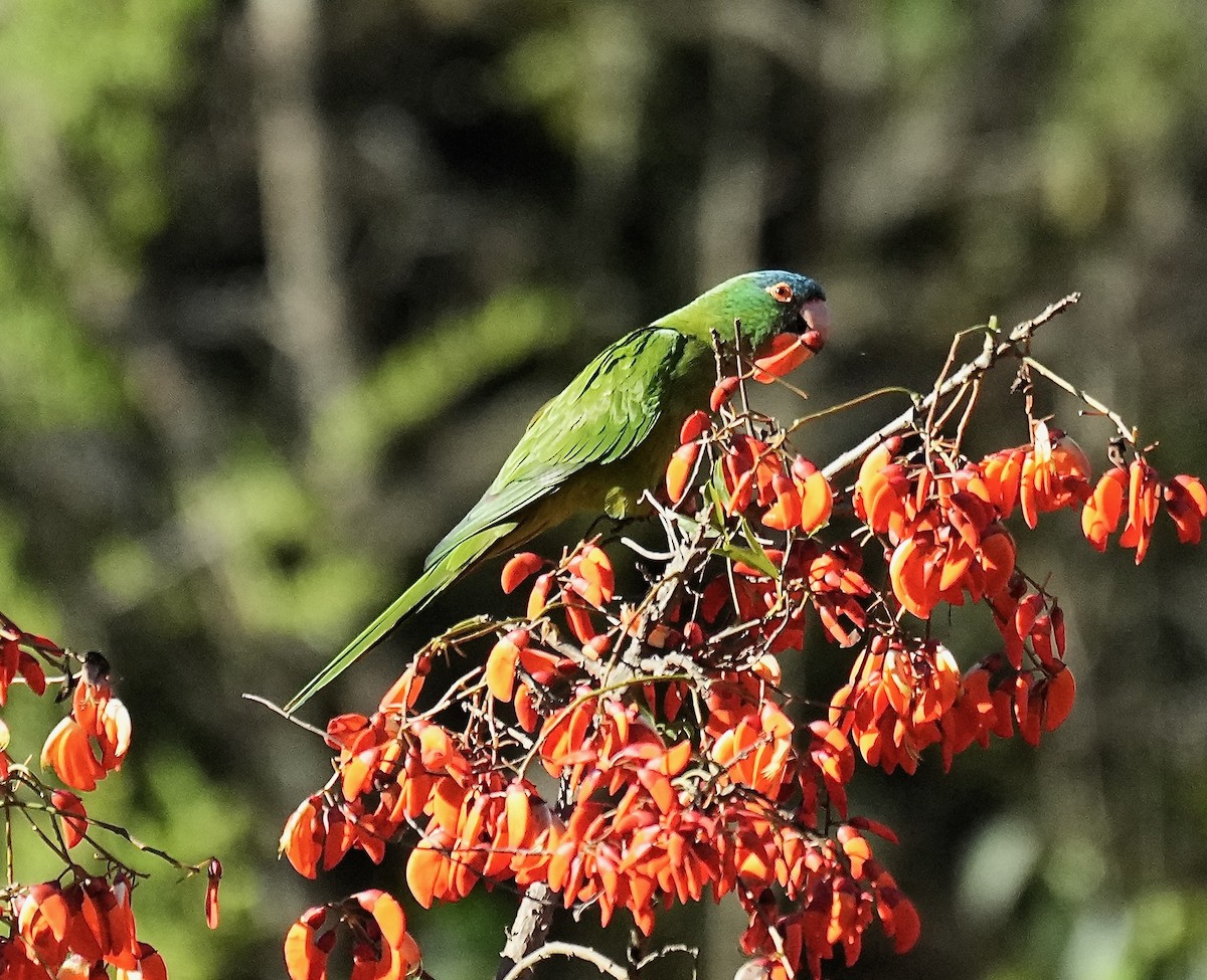 Blue-crowned Parakeet - ML646375486