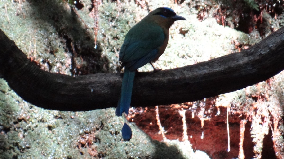 Amazonian Motmot - ML646375491