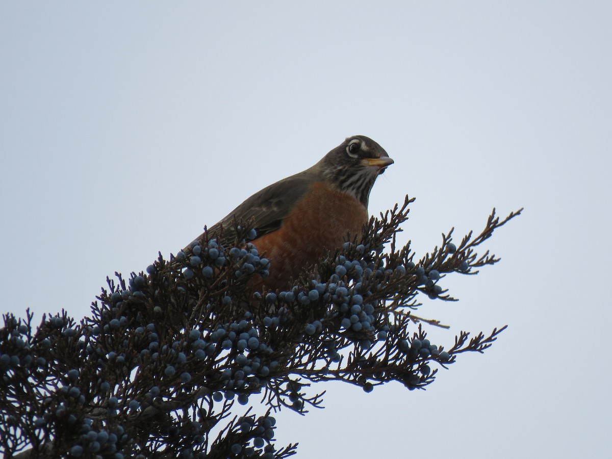 American Robin - ML646375492