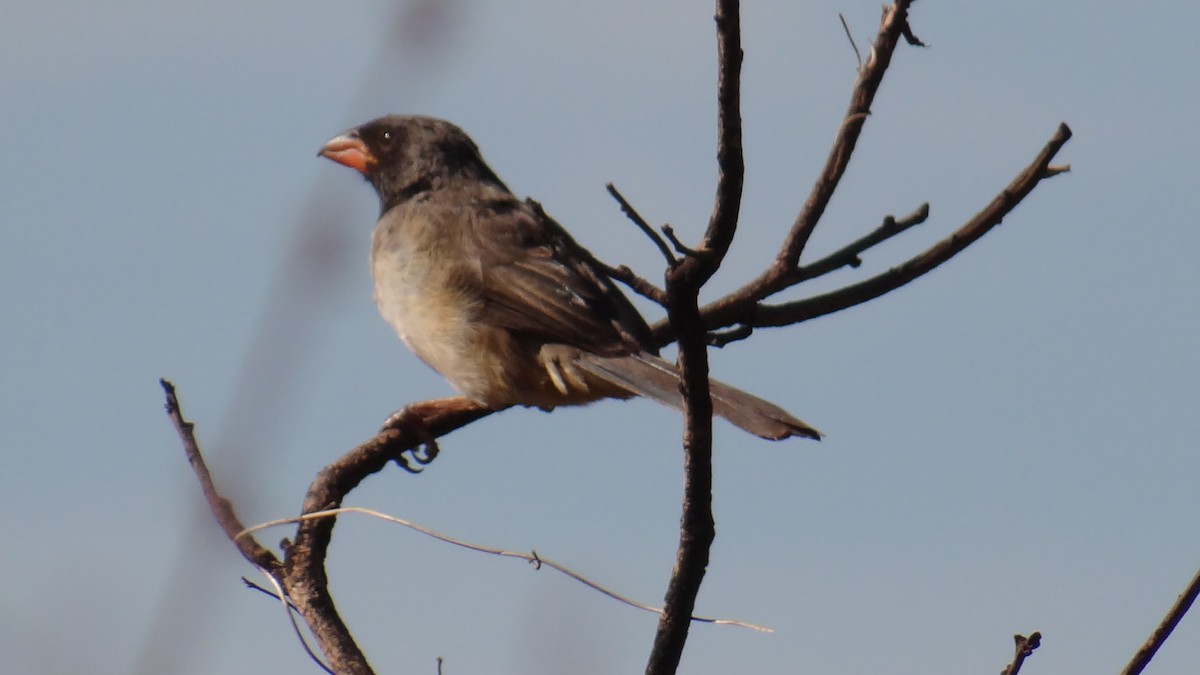 Black-throated Saltator - ML646375497