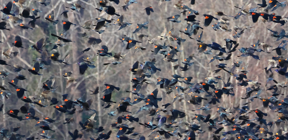 blackbird sp. - ML646375498