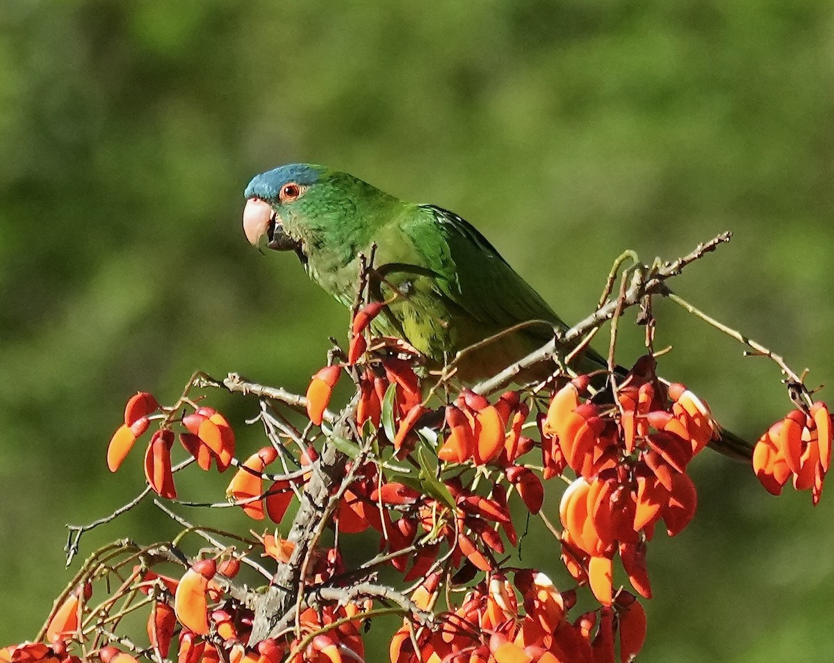 Blue-crowned Parakeet - ML646375499