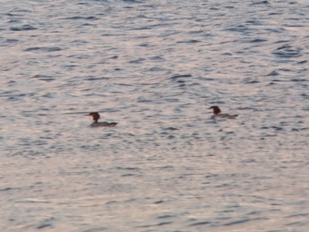 Common Merganser - ML646375500